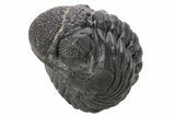 Wide, Enrolled Pedinopariops Trilobite #286792-1